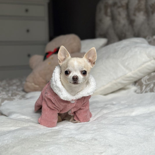 The Benefits of Bonding Through Dress-Up: Strengthening the Pet-Owner Connection