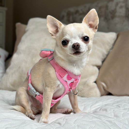 Strawberry Harness