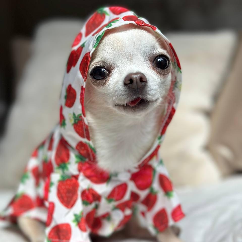 Strawberry Raincoat