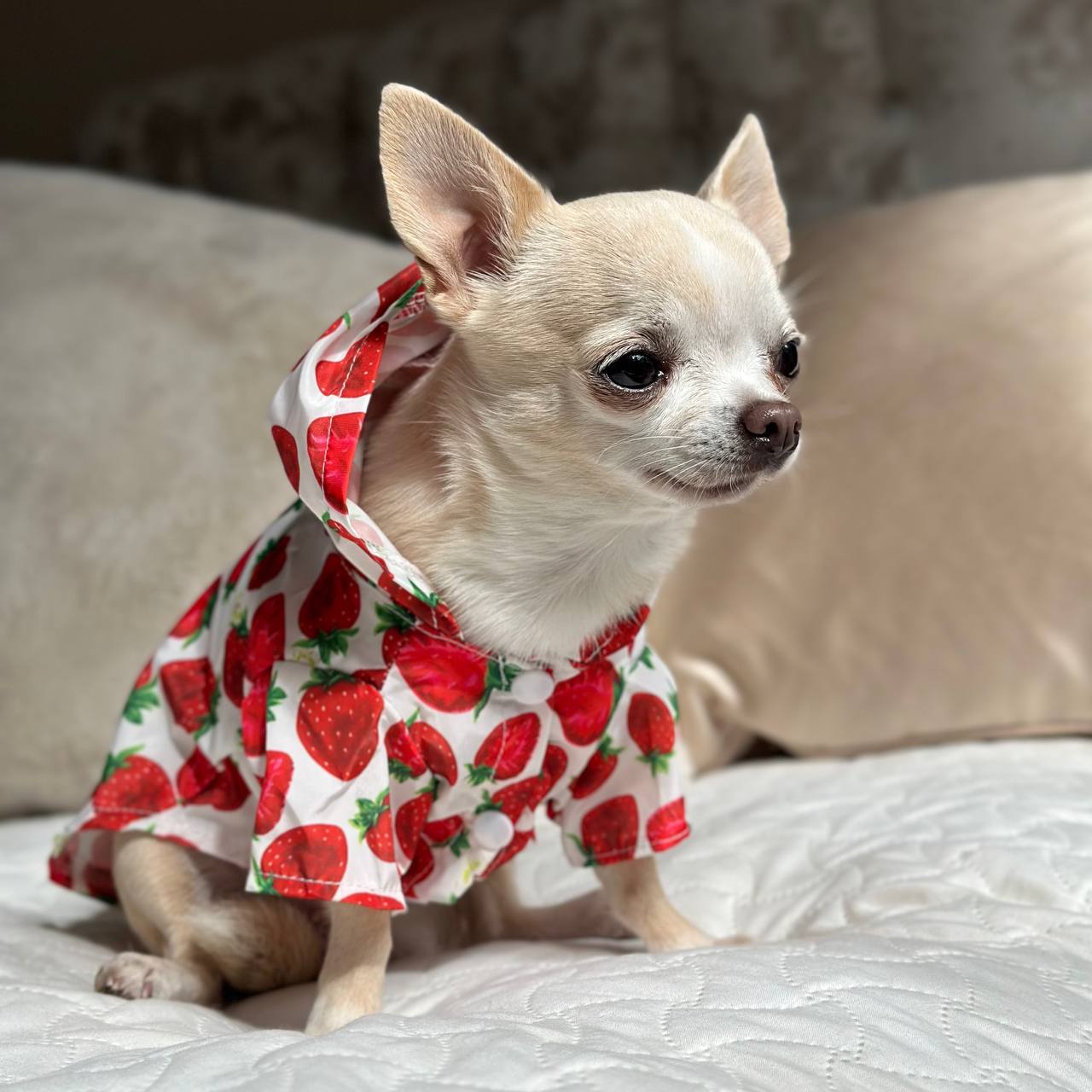 Strawberry Raincoat